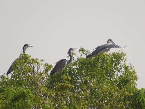 Black-headed Heron