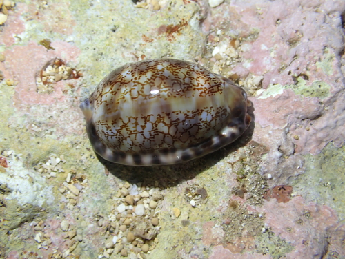 Mauritia arabica
