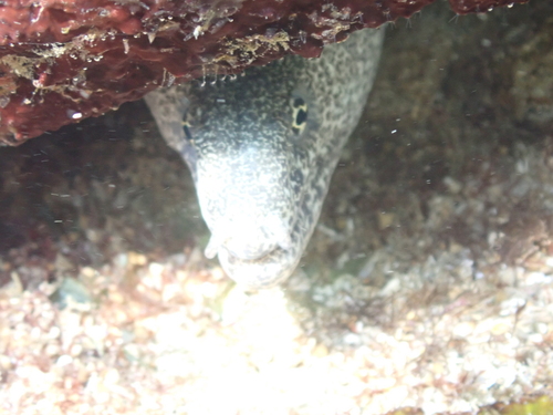 Gymnothorax pictus