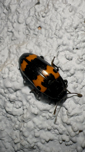 Red-banded Fungus Beetle photo 5