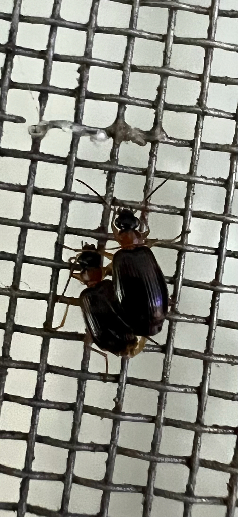 Lebia collaris