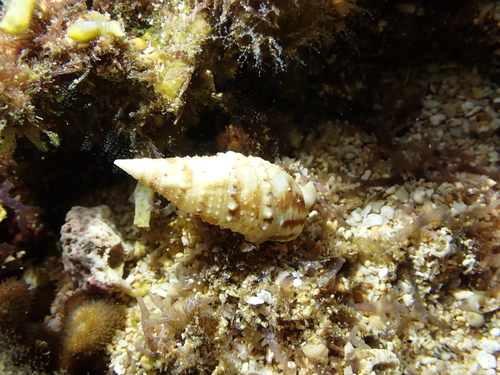 Rhinoclavis sinensis