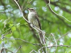 Cnemotriccus fuscatus