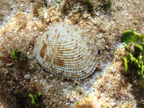 Periglypta reticulata