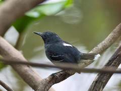 Hypocnemoides maculicauda