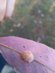 Neuroterus laurifoliae