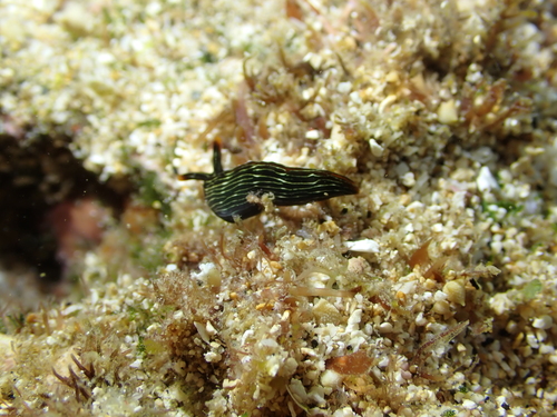 Thuridilla gracilis