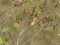 Pseudocolopteryx acutipennis