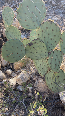 Opuntia confusa