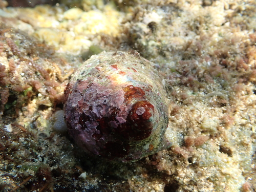 Turbo chrysostomus