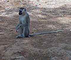 Chlorocebus tantalus