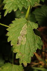Agromyza anthracina