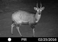 Tragelaphus scriptus