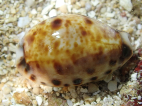 Lyncina lynx