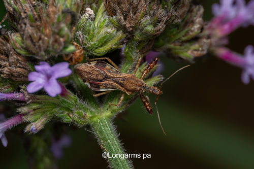Scipinia horrida