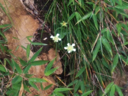 Parnassia wightiana, 2025-08-07