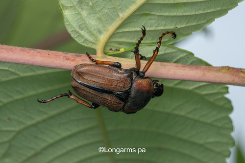 Cosmiomorpha decliva