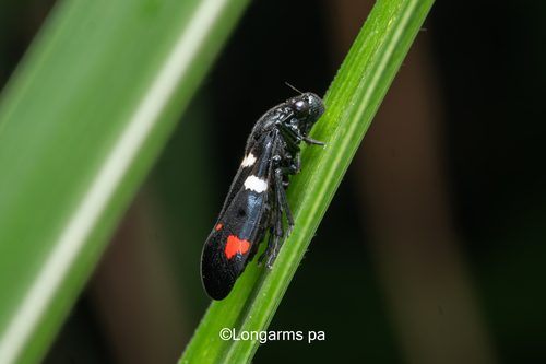 Sugarcane Spittlebug