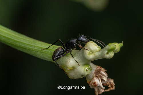 Japanese Carpenter Ant