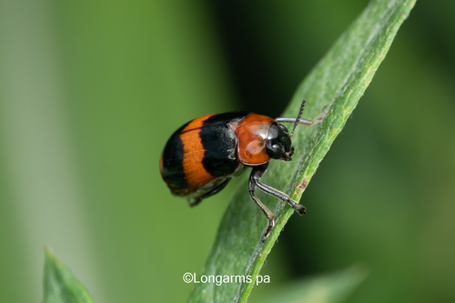 Physosmaragdina nigrifrons