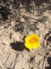 Eschscholzia ramosa