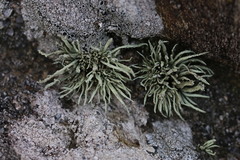 Ramalina cuspidata
