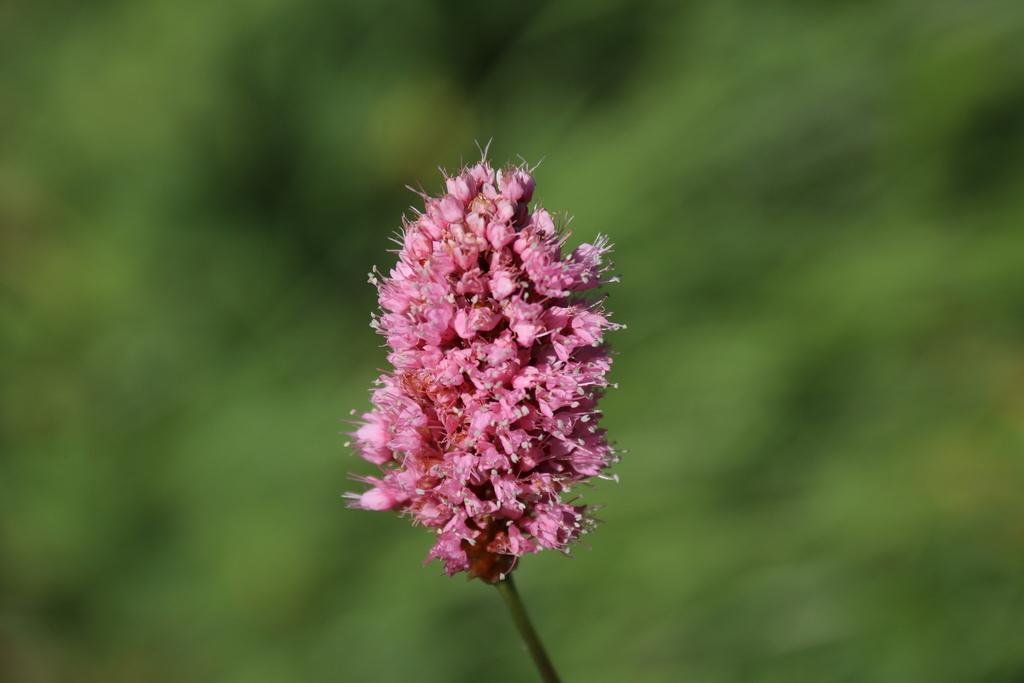 Bistorta carnea; photograph (c) Donsky, some rights reserved (CC BY)