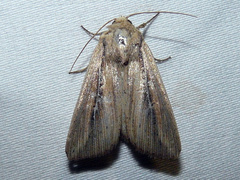 Leucania phragmitidicola