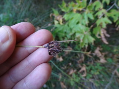 Schoenus nigricans