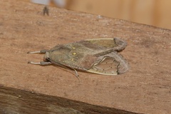 Bertholdia