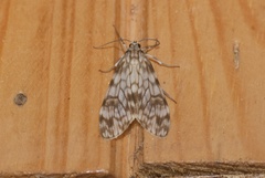 Eucereon chloraenoma