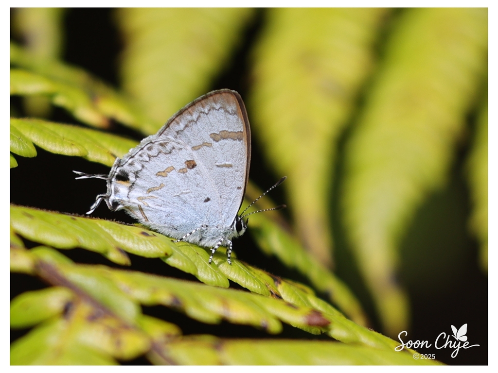 Hypolycaena pahanga