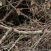Lagonosticta senegala ruberrima - Photo (c) Joni Overbosch, μερικά δικαιώματα διατηρούνται (CC BY-NC), uploaded by Joni Overbosch