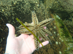 Spiny Starfish