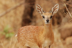 Sharpe's Grysbok photo 2