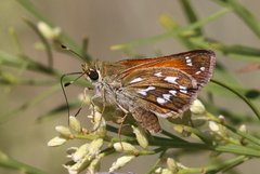 Hesperia woodgatei