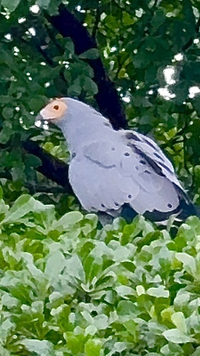 West African Harrier-Hawk