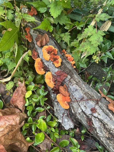 Trametes coccinea