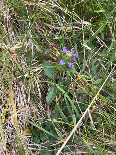 Prunella vulgaris observed 2025-08-06