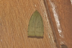 Stenoma byssina