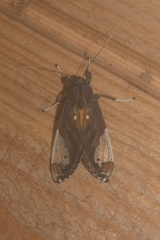 Bertholdia