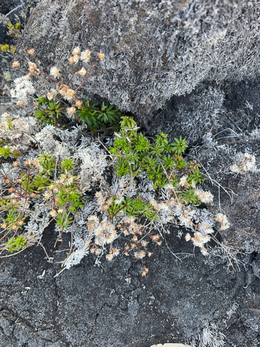 Dubautia scabra observed 2025-08-06