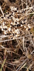 Allium cernuum