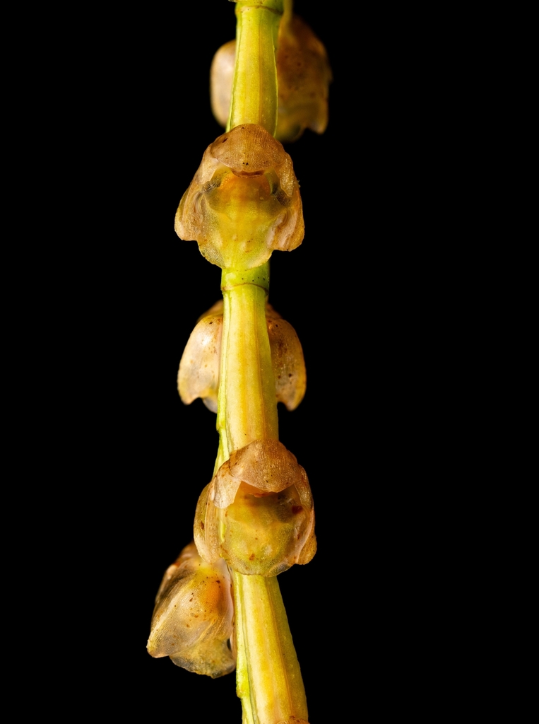 Pholidota carnea
