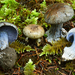 Cortinarius glaucocephalus - Photo (c) Christian Schwarz, some rights reserved (CC BY-NC), uploaded by Christian Schwarz
