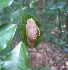 Ratnadvipia irradians