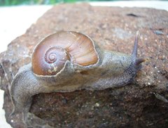 Ratnadvipia irradians