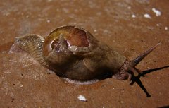 Ratnadvipia irradians