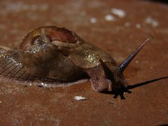 Ratnadvipia irradians