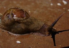 Ratnadvipia irradians